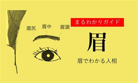 眉 運勢|眉でわかる人相！眉の形や特徴ごとの性格【観相学】